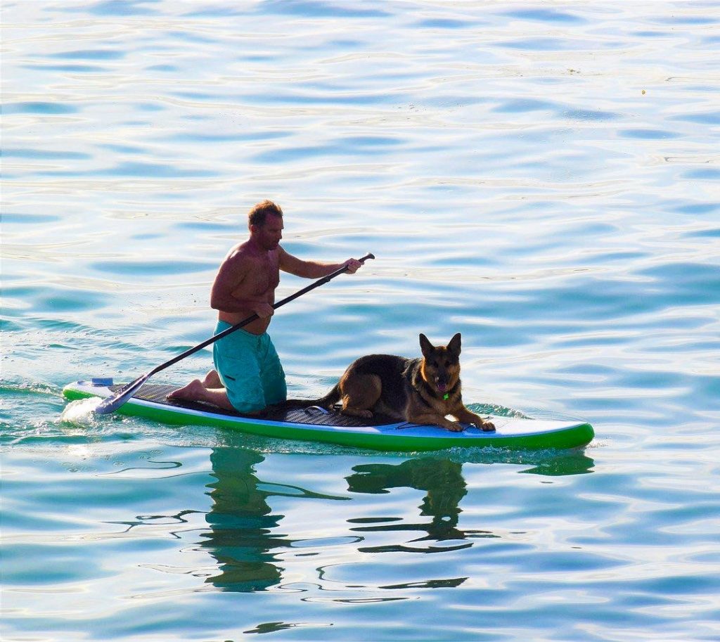 Stand Up Paddling with shepherd dog